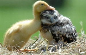 Are you an owl or are you a duck? Does it matter? Animal-animals-babies-bird-birds-cute-favim-com-40474