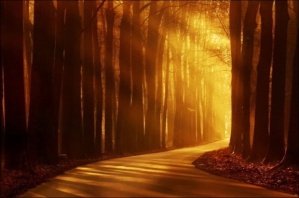 Headed towards the light… Autumn-beautiful-nature-road-trees-favim-com-255919