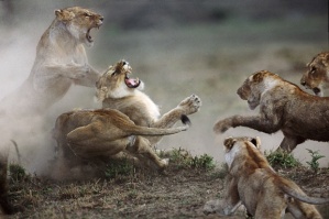 Fighting within… Lioness-lion-wild-nature-amazing-beautiful-fight-photo-photography-animal-animals-favim-com-463067