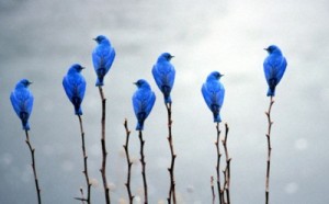 Waiting To Be Of Assistance… Animal-art-beautiful-bird-favim-com-575207