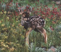 Innocence In Nature… Animal-bambi-beautiful-nature-632536