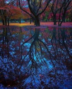 What Our Reflections Shine Back To Us…. Amazing-colors-flowers-forest-favim-com-723100