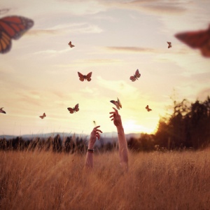 butterflies-field-flowers-freedom-Favim.com-721382