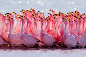 The GRC…....... Animal-animals-autumn-cute-flamingo-favim-com-429538