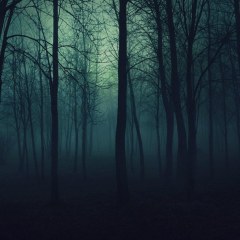 beauty-fog-forest-light-Favim.com-889772